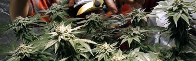 "Vreme je da se prizna realnost": Amerika ima veliki problem sa marihuanom