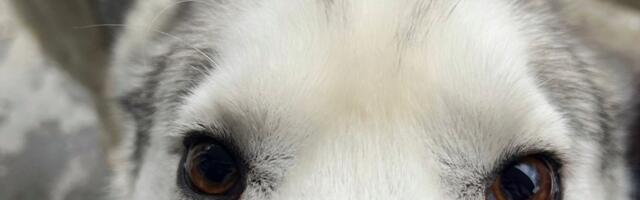 Građani prikupljaju hranu za napuštene pse i mačke na 53 lokacije širom Srbije