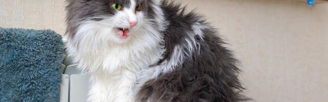 Mačka sedam dana „vrištala“ na kauč: Vlasnik se PRENERAZIO kad je konačno pogledao ispod kreveta