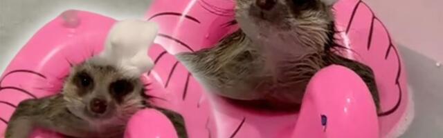 Crvene papuče ili roze šlauf? Hakuna matata, poručuje Timon, merkat koji živi za kupanje i presvlačenje