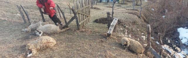 Psi lutalice ubili 14 ovaca u domaćinstvu Gordana Tošića u Rasnu