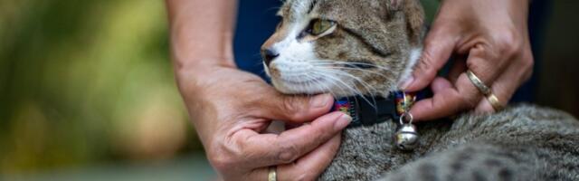 Opasnije nego što mislite: 3 razloga zašto mačke ne smeju da nose ogrlicu