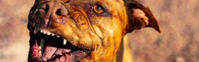 Lovci uplašili pitbula, on ubio dečaka (2): Majka i otac nemoćno gledali horor, mališan nije imao šanse