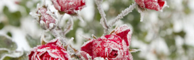 Након хладног и облачног јутра разведравање, температура до шест степени