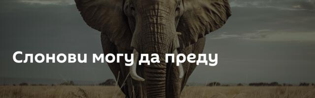 Слонови могу да преду