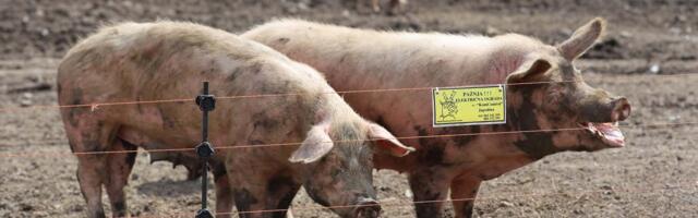 Opština Topola: Područje oko mesta Jelenac proglašeno zaraženim od afričke kuge svinja