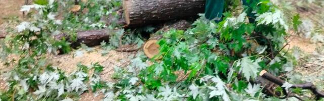 Horor scena na srpskoj tvrđavi: Velika grana pala među posetioce, deca bila u blizini
