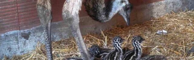Ženka snela jaja, a tata ležao na njima osam nedelja! Evo ih u Nišu