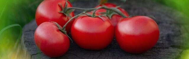 Običan ili čeri paradajz? Nutricionista otkrio koji je bolji za organizam - razlog se krije u kori