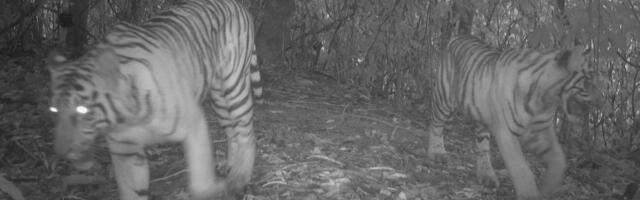 Zamke sa infracrvenim kamerama postavljene u džungle Sumatre: Naučnici snimili nešto spektakularno