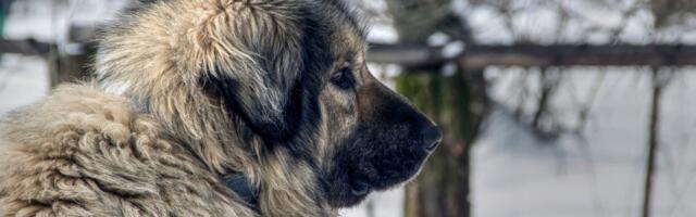 ŠARPLANINAC HEROJ KISTANJA Spasao ovce od čopora vukova, ali uz teške povrede!