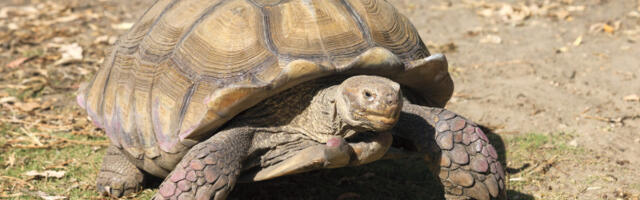 Kornjača stara 109 godina, na specijalističkom posmatranju, zbog problema sa jednjakom (VIDEO)