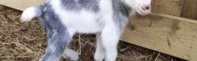 "Moraćemo da ih hranimo flašicom" Petkovići očekivali 3-4 jarića, ali koza Belka sve nadmašila