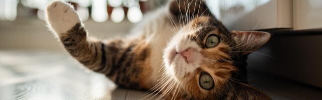 Šta se zapravo dešava u mozgu mačke koja nikad ne izlazi napolje