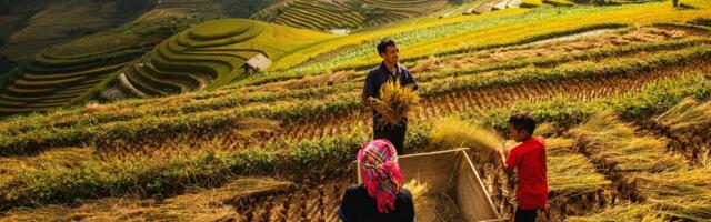 Posle 9.000 godina uzgajanja, pirinač je dostigao svoju toplotnu granicu