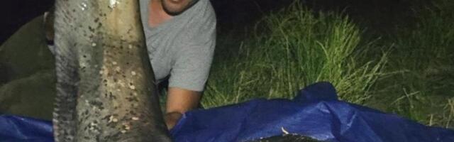 Milan iz Dunava izvukao soma dugačkog 246 centimetara: Odmah se pohvalio slikom, oborio je rekord (FOTO)