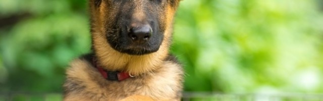 Vlasnik ovčarke Lulu je u testamentu svojoj ljubimici ostavio pet miliona dolara!