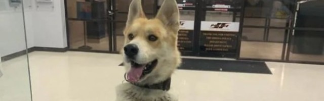 Pas koji je posetio policijsku stanicu kako bi prijavio svoj nestanak