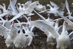 Птичији грип откривен и на југоистоку и северу Мађарске