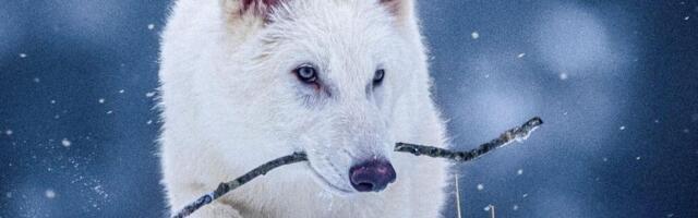 Naučnici demantuju da je oživljen davno izumrli jezovuk