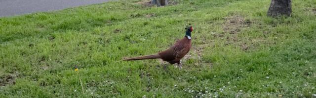 Sve ih je više, kljucaju gde stignu! Petlovi i koke došli iz divljine i "okupirali" Beograd