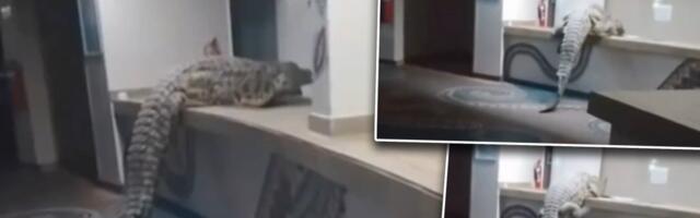 (VIDEO) Krokodil uleteo u hotel sa četiri zvedice! Gosti premrli od straha, nastao totalni haos