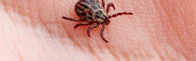 U Beogradu počinje akcija suzbijanja krpelja