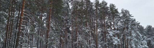 PADA SNEG NA ZLATIBORU! Pogledajte kako se zabelelo uoči Prvog maja: Roštilj sutra uz zimsku opremu (VIDEO)