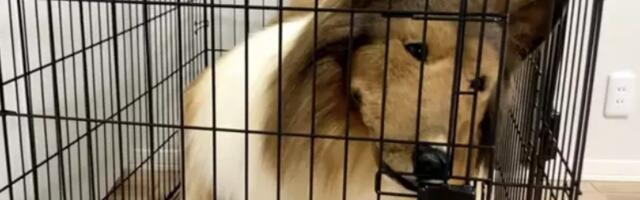 Japanac sa kostimom psa od 14.000€ sada je dobio i kavez