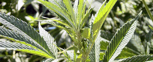 Kanabis klubovi u Nemačkoj: Članovi će moći da uzgajaju i ditribuiraju