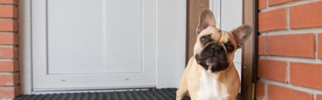 Obratite pažnju na vaše ljubimce: Opasna bolest se širi tokom zime, evo kako da prepoznate zarazni kašalj!