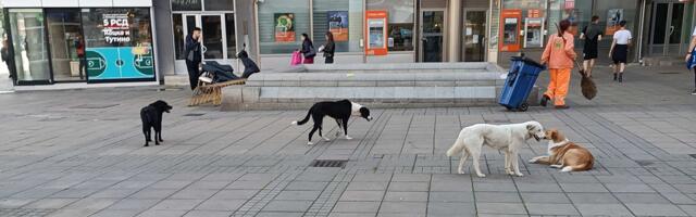 Veće kazne i posebna jedinica Komunalne milicije za životinje: Radna grupa u Nišu traži rešenje za napuštene pse
