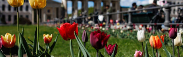 „Билд”: Немачка чека чудо као кит заробљен у Балтичком мору