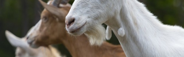 Haso jarca odveo na izložbu pasa i hoće da ga registruje...