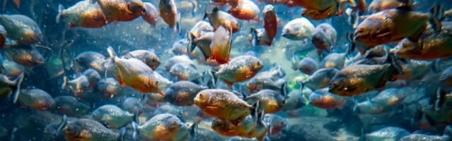 Kada i da li pirane zaista vide ljude kao hranu?