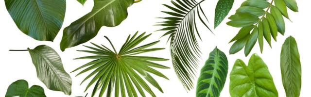 Koji list vam se sviđa? Odgovor govori dosta (FOTO)