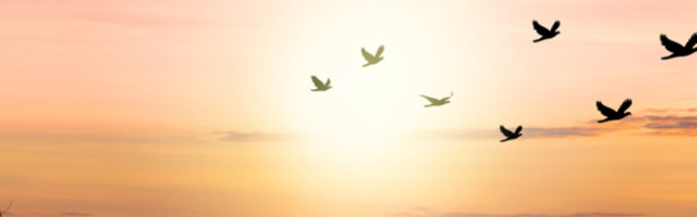 Pronađeno hiljade mrtvih ptica, nema odgovornih za pomor!?