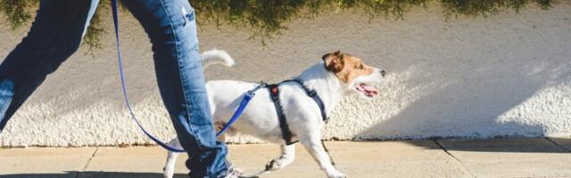 Koga biste spasili, tuđe dete ili svog ljubimca? Oko ovog pitanja vodi se bizarna rasprava