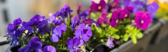 Saveti za negu LJUBIČICA - evo kako da PODMLADITE cvet koji svi vole