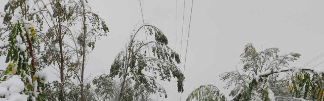 Elektrodistribucije Srbije: Smanjen broj korisnika bez električne energije, ekipe na terenu