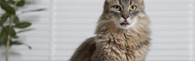 Predenjem protiv stresa: Izložba mačaka u Dorćol Platzu