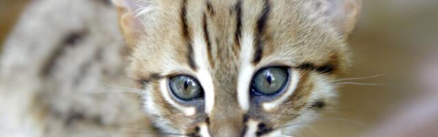 Ovo je najmanja mačka na svetu: Može da stane na dlan, nečujna je i deluje nežno, a zapravo...