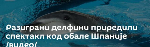 Разиграни делфини приредили спектакл код обале Шпаније /видео/