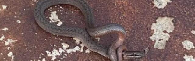 UŽAS U CENTRU KRAGUJEVCA! Čoveka ujela zmija, odjednom se pojavila i napala ga (FOTO)