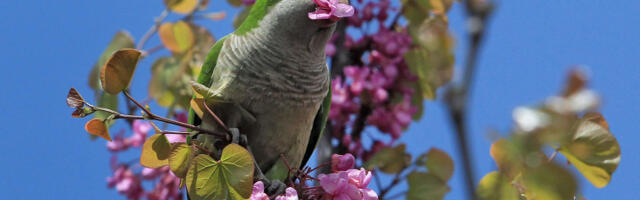 Зeлени па­па­га­ји за­по­се­ли Ати­ну