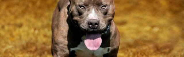 Važe za najopasnije pse: Mnogi ih u Srbiji drže u stanu, a zabranjeni su u svetu