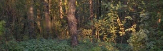 Trag bogate srpske istorije završio u žbunju za kojim se niko ne okreće: U Aleksincu otkriveno nešto jako važno!