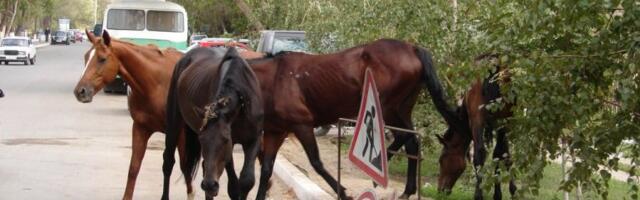 OVO SAMO U SRBIJI MOŽE DA BUDE! Pogledajte kako tri konja slobodno šetaju ovim gradom dok im se vuku kanapi po blatu: Građani zabrinuti, niko ne zna čiji su! (VIDEO)