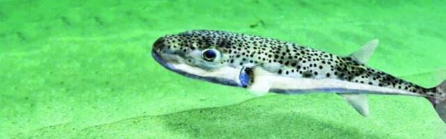 OTROVNA RIBA PLIVA JADRANOM: 1.200 puta otrovnija od CIJANIDA