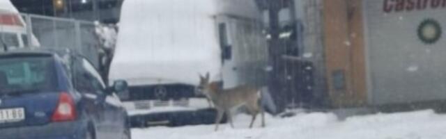 Šta to hoda srpskim gradom? Divna fotografija napravljena u Užicu, svi se pitaju je l' ovo Srbija ili Laponija